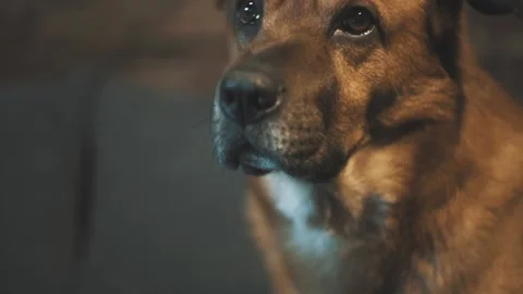 Close up  dog snout looking into the camera Stock Footage 137913324