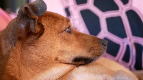 Close up dog on sofa looking at master.  Video stock 148324802
