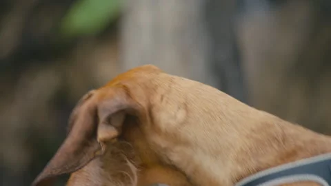 Close Up of Dog Straining Against Leash Eager to Run Video stock 331198221