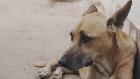 Close up of a dog on a street Stock Footage 127476935