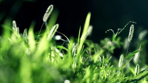 Close-up of dog tail grass Vídeo Stock 258112844