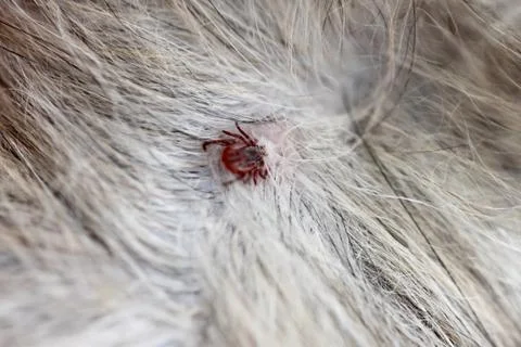 Close up the dog ticks. Stock-Fotos