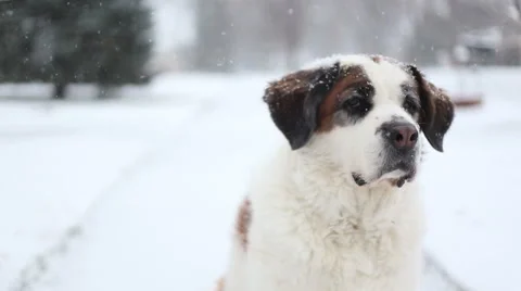 Close up of dog, video Stock Footage 58666724