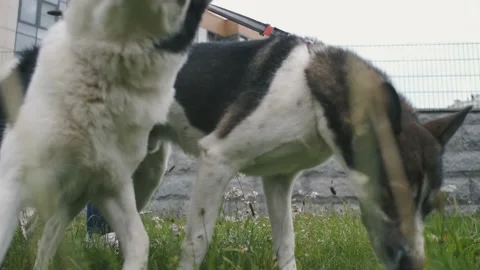 Close-up of a dog on a walk 스톡 동영상 239438477