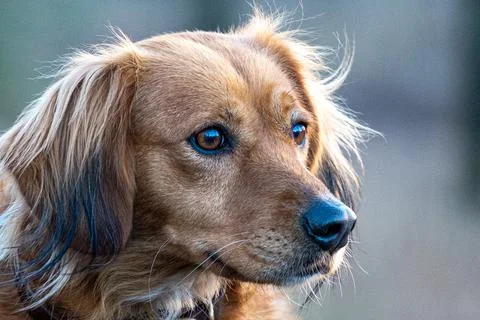 Close-up of a dog watching Stock Photos