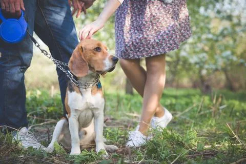 Close-up of a dog. Woman and man with their nice dog in the park. summer walk Stock Photos