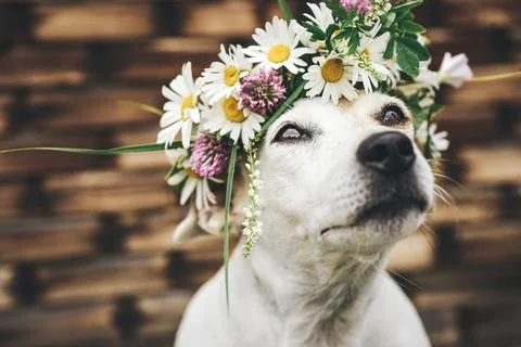 Close-up of a dog with a wreath of wildflowers on a summer day. Funny portrait Stock Photos