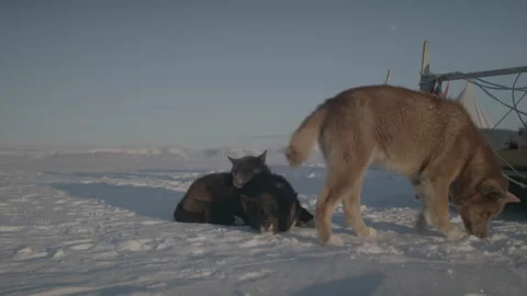Close up dogs arctic, 4K Stock Footage 311111853