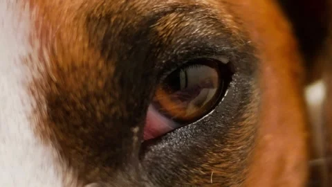 Close-up of a dog's brown eye opening and blinking once Stock Footage 344324850