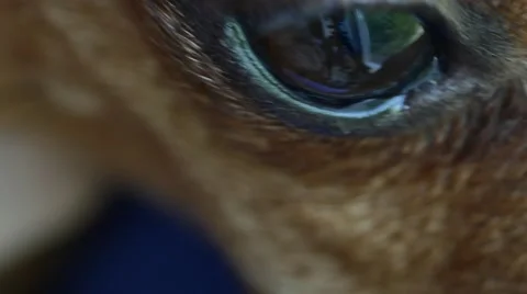 Close-up of Dog's Eye. 4K UHD Stock Footage 63372536