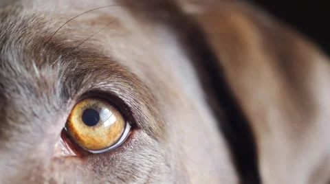 Close up of dogs eye. 库存影片 50092574