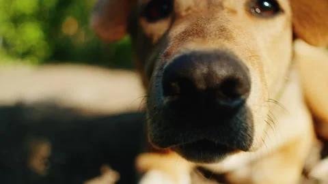 Close-up of a dog's face with focus on the eye and ear. Outdoor portrait with Stock Footage 276922579