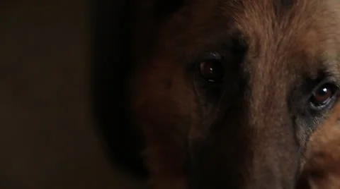 Close Up Of Dogs Face Stock Footage 27125850