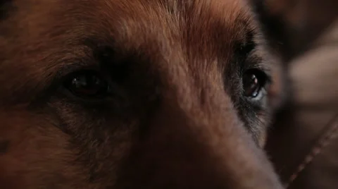 Close Up of Dog's Face Stock Footage 27125874