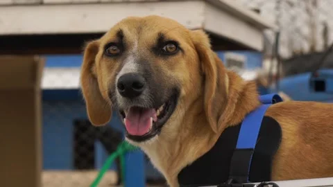 Close-up dog's face Stock Footage 224125948