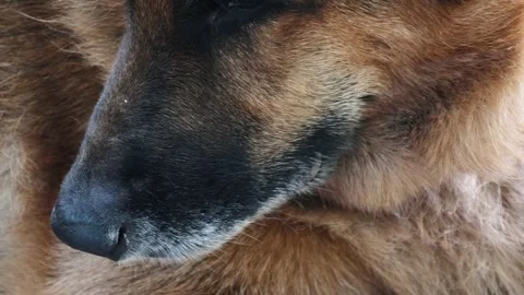 Close-up of a dog's face. Video stock 285381526