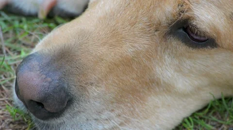 Close-up of Dog's Face in Grass Stock Footage 58103678
