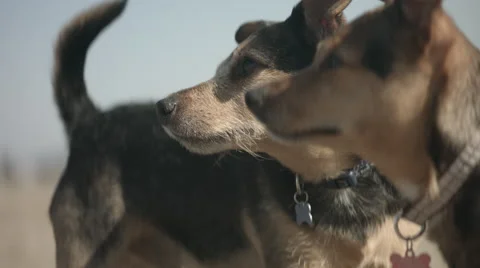 Close Up of Dogs Faces 库存影片 63402576