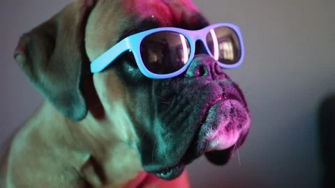 Close up on dog's head with sunglasses. Stock Footage 105876111