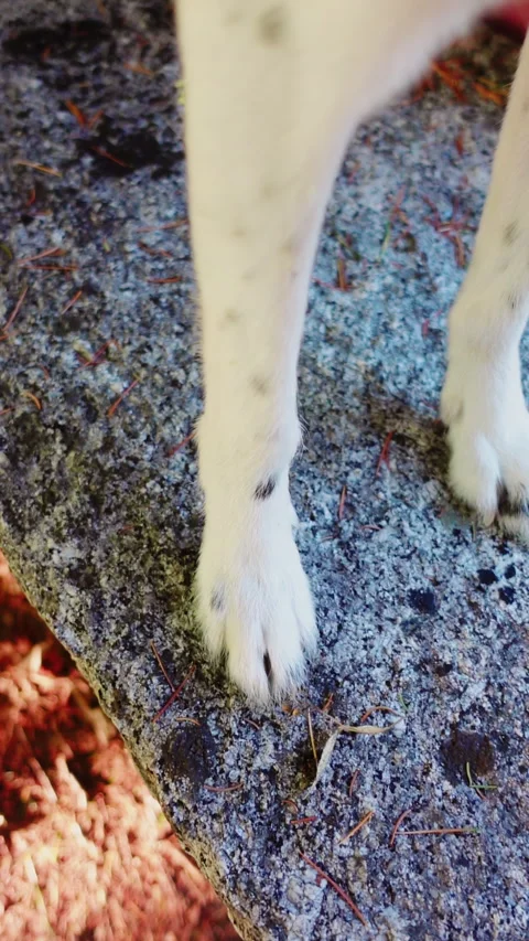 Close-up of a dog's left paw on a stone table in a park with trees Video stock 280478164