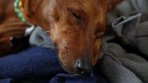 Close-up of the dog's muzzle. A purebred pet sleeps soundly. Miniature pinscher. Stock Footage 148187393