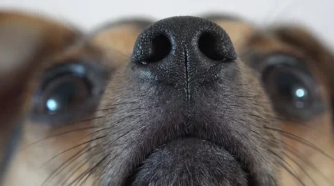 Close-up of a dog's nose Stock Footage 40960114