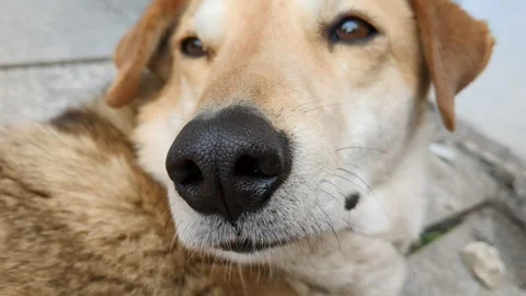 Close up of dogs nose. Red muzzle of stray dog. Stock Footage 254069686