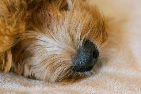 Close-Up of a Dog's Nose on Soft Blanket Foto stock