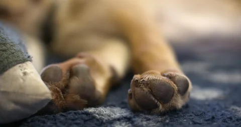 Close up of a dogs paws twitching while sleeping, shallow depth, negative space. Stock Footage 86912257