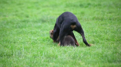 Close-Up of Dogs Playing on Grass Stock Footage 37695115