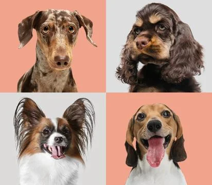 Close-up dog's portrait isolated over multicolored background. Collage Stock Photos