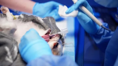 A close-up of a dog's teeth being professionally cleaned in a veterinary clinic. Stock Footage 263810202