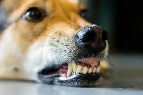 Close up of a dog's teeth. Selective focus on the teeth Stock Photos