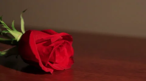 Close up dolly of red rose Stock-Footage 47114319