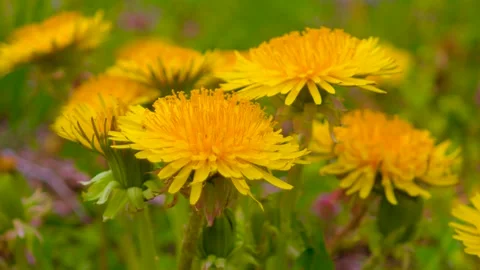 Close-Up Dolly Right of Yellow Dandelion Flowers in Spring Stock Footage 334678352