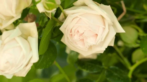 Close up dolly shot buds of roses. Slow Motion along of tea roses bush. Soft Stock Footage 137072686