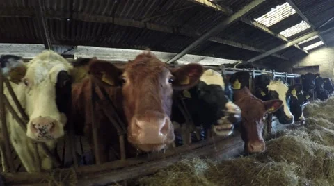 Close up dolly shot of mixed breed happy content cattle cows in barn 4k Stock Footage 59703817