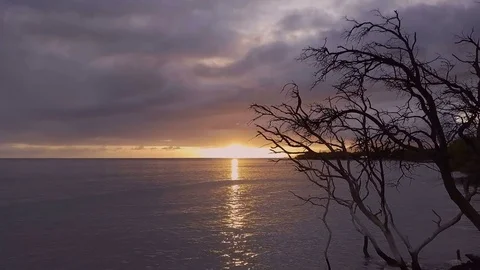 Close Up Dolly Shot Of A Silhouetted Tree During A Dramatic Sunset Video stock 85154114