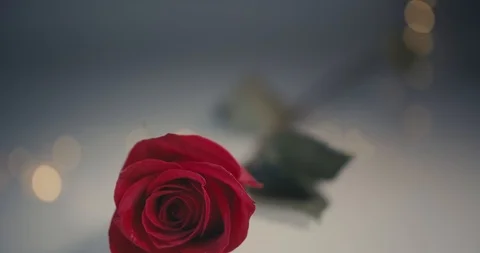 Close-up dolly shot of a single red rose on a bokeh background Stock Footage 100875236