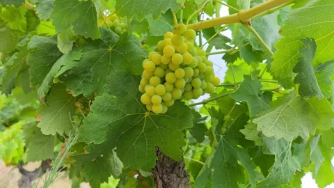 Close up dolly shot of white wine grape bunch hanging on vine, Beniarres, Sp Stock Footage 340359724