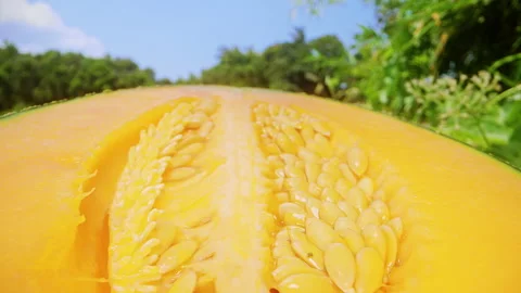 Close Up Dolly Slider Shot of Half Cut Cantaloupe Melon with Bright Orange Flesh Stock Footage 331149468