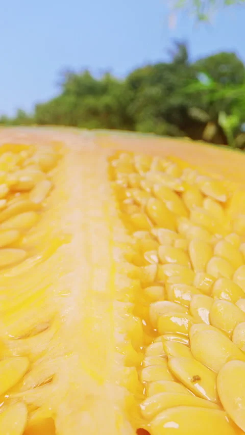 Close Up Dolly Slider Shot of Half Cut Cantaloupe Melon with Bright Orange Flesh Stock Footage 331149511
