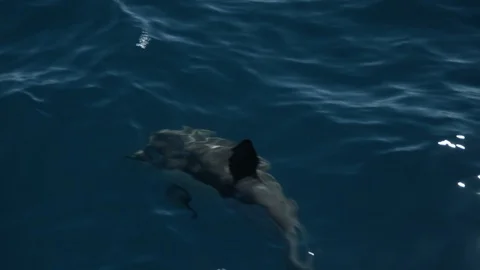 Close up dolphin gracefully swimming through clear water Stock Footage 91471309