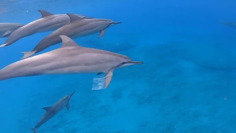 Close up of dolphin swimming in ocean with a plastic bag stuck on its fin Stock Footage 122919265