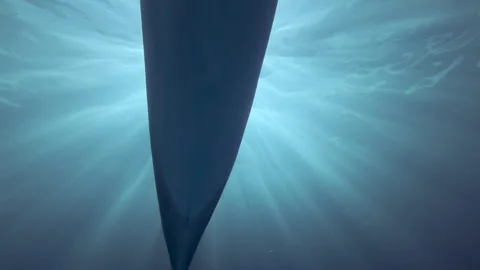 Close-up of dolphin swimming overhead framed by bright halo of sunshine, Stock Footage 333598290