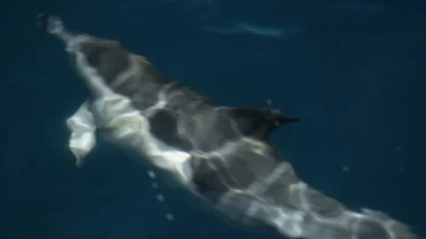 Close up dolphin swimming on surface in slow motion Stock Footage 90148841