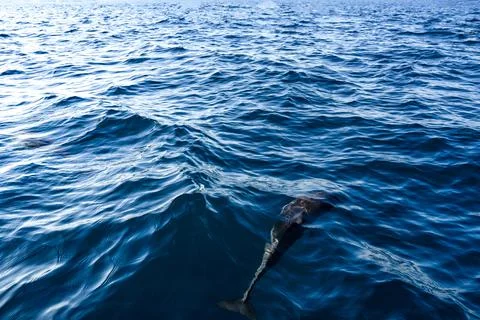 Close up dolphin underwater in ocean Stock Photos