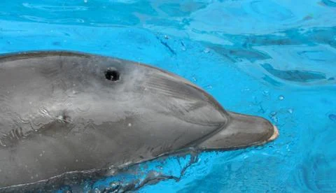 Close up of a dolphing swimming Stock Photos