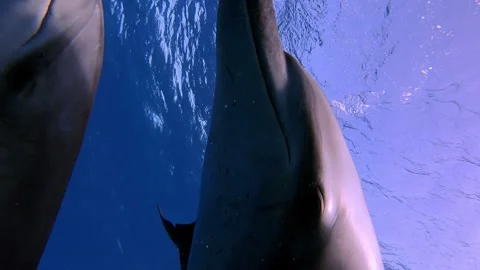 Close-up of a Dolphin's Face with Open Mouth Showing Teeth. Sound Included. Stock Footage 332856146