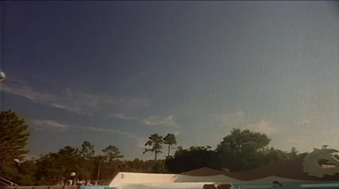 Close-up of Dolphins jumping, Florida Stock-Footage 29805229